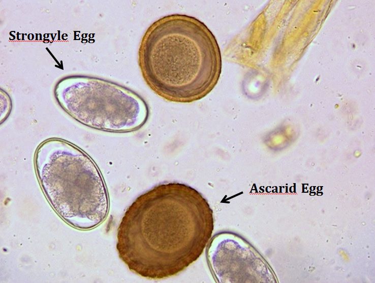 Equine Parasite Control Pedernales Veterinary Center